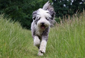 Running-Happy-Dog from wolfrun dot org
