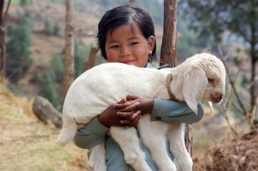 Nepal-girl-lamb-1200x800