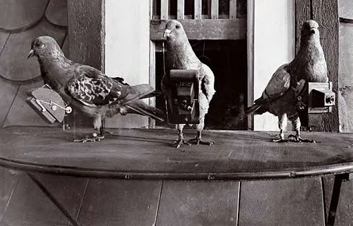 pigeons with cameras