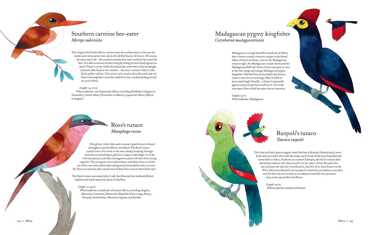 atlas of amazing birds Matt Sewell