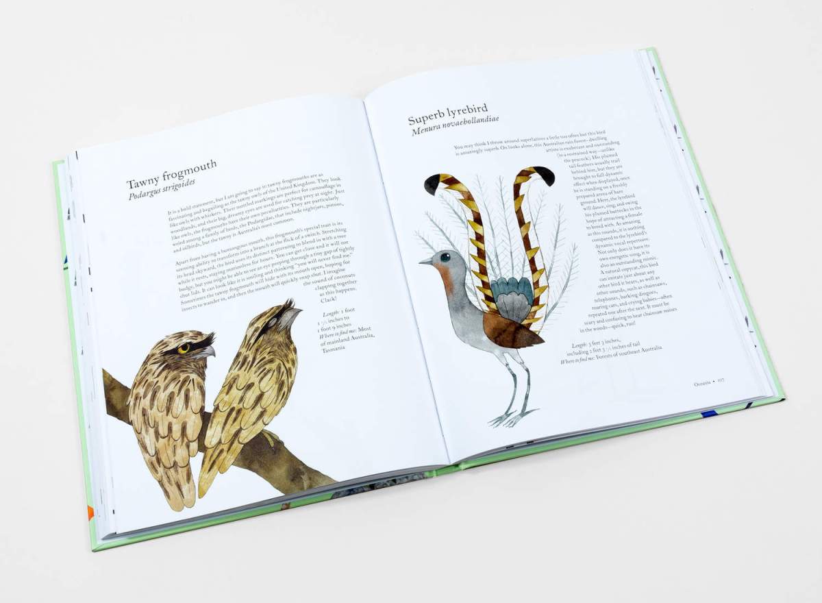 atlas of amazing birds2 Matt Sewell